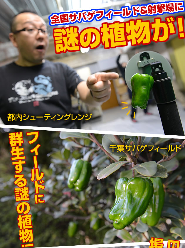 謎の植物が!