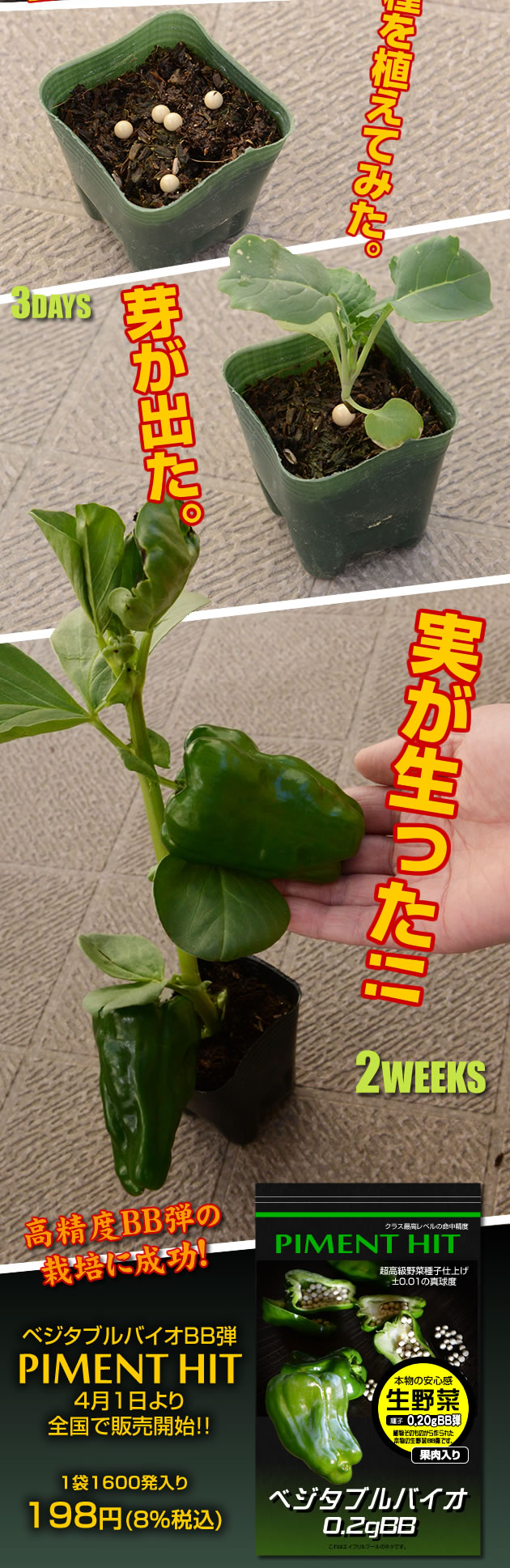 種を植えてみたら実が生った。