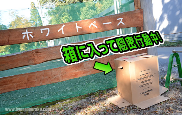 スニーキング中のらんまる