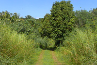 ジャングルの山道