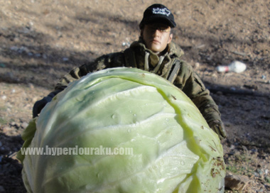 キャベツターゲット