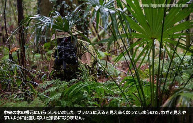 中央の木の根元にいらっしゃいました。ブッシュに入ると見え辛くなってしまうので、わざと見えやすいように配慮しないと撮影になりません。