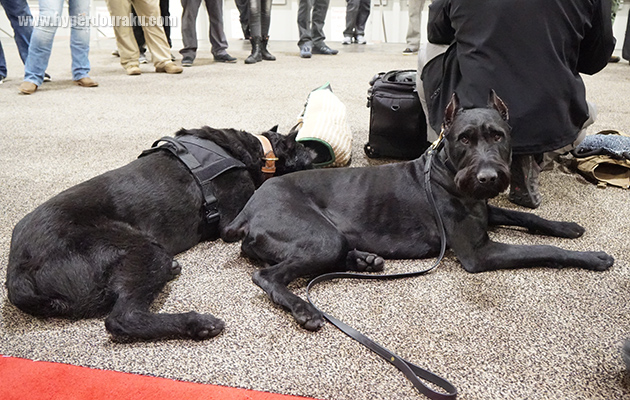 KEL-TECのワンコショー