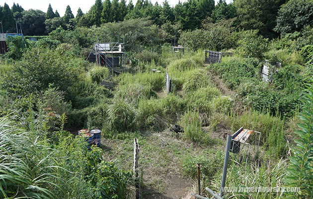 フィールド中央からBフラッグ方向へは斜面
