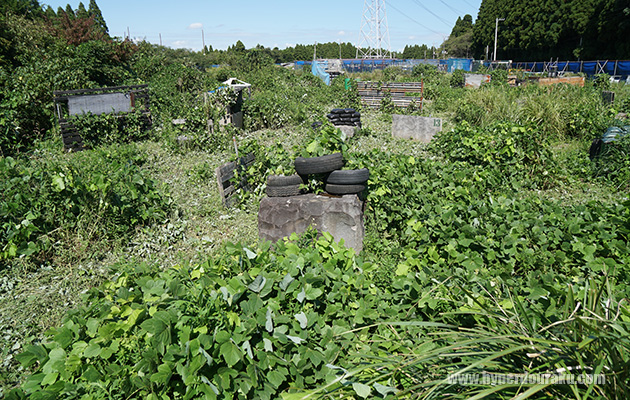 青々としたブッシュが広がる