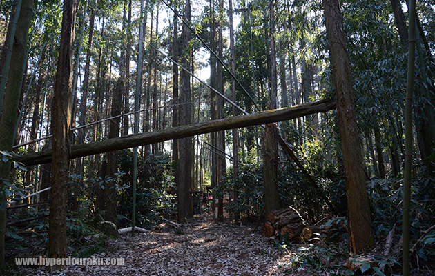 惑星エンドアみたい