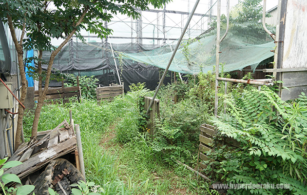 フィールド奥側