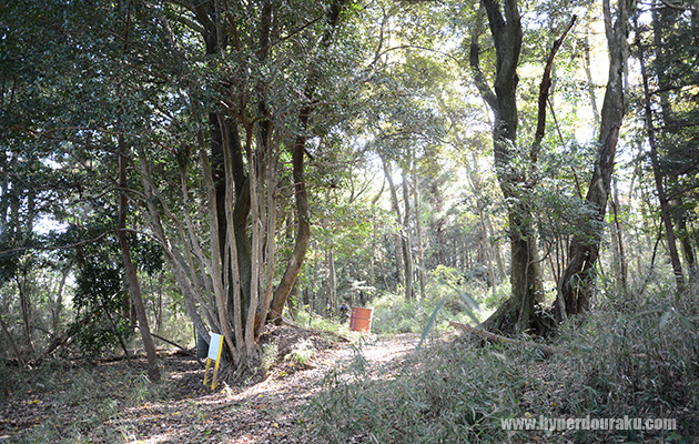 Aフィールド奥にある大木