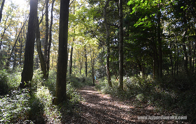 木漏れ日で明暗が生まれる
