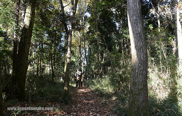 森林フィールド