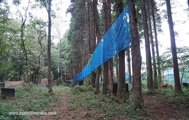高い位置にネットが張ってある