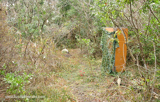 ブッシュが占めている