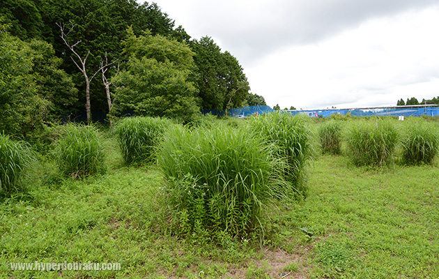 ブッシュが点在