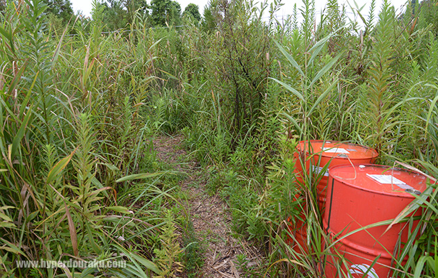 背の高さ以上のブッシュ