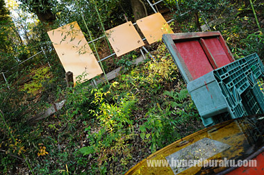 下から見上げる