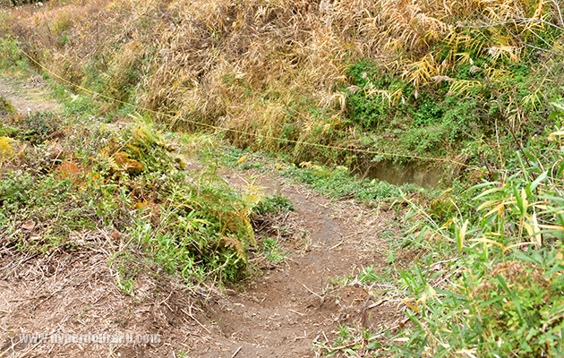 フィールド境界線