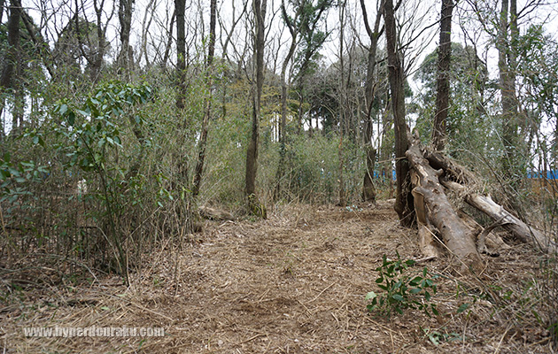 ブッシュは好き