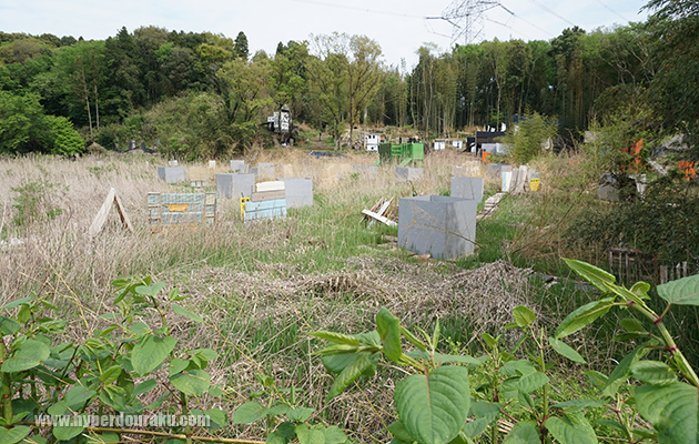 沼越しに戦国丸が望める
