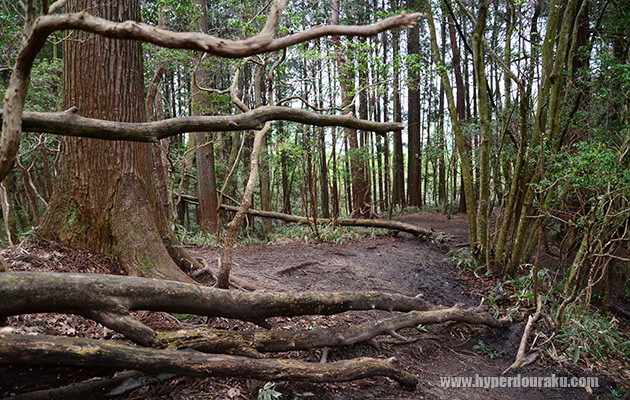 倒木もあり、自然のバリケード