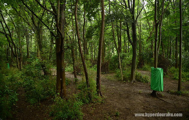 ヤネックスは森林フィールド
