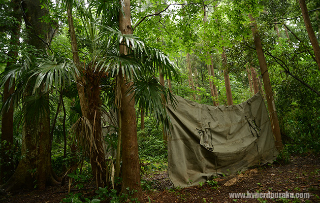 南国のジャングル