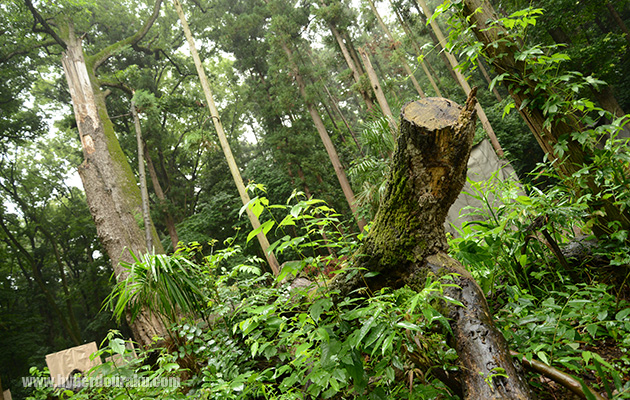 プレデターに襲われそう