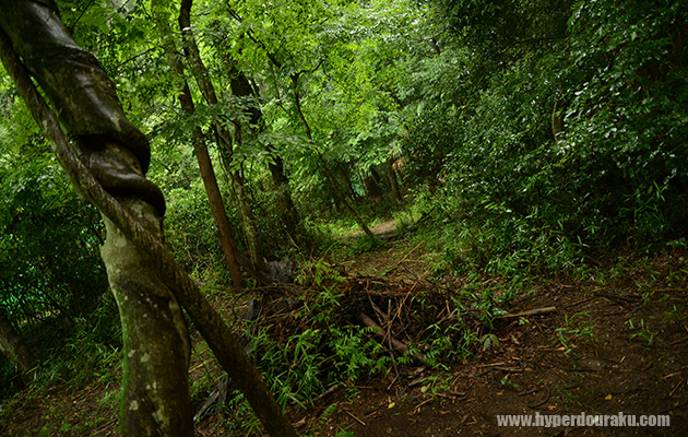 ブッシュが濃い