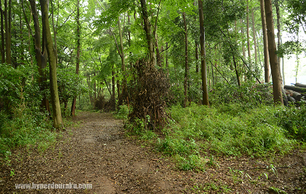 枯れ枝を寄せ集めたバリケード