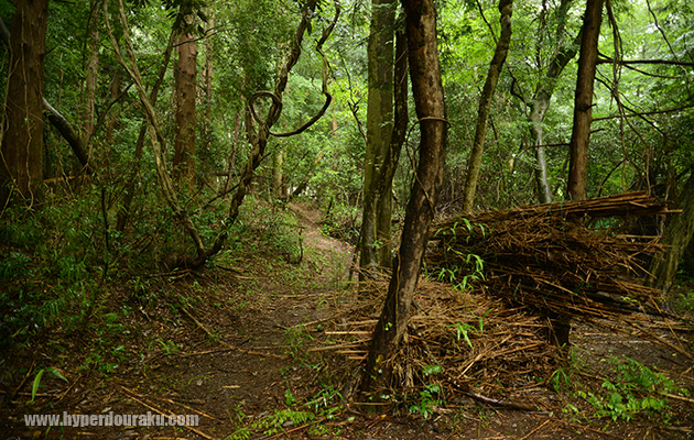 ジャングルエリア