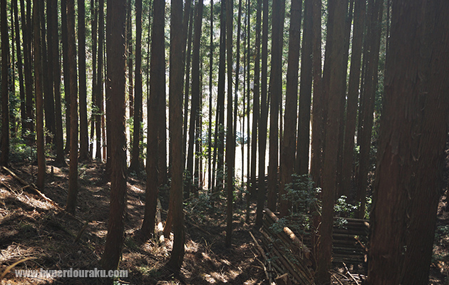 日中でも薄暗い森林