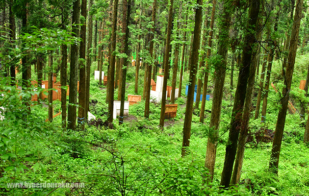 高台から中央部