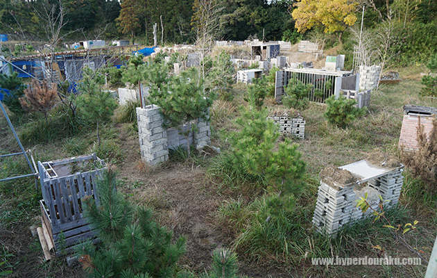 OSG 松の木チクチク